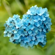 介護における心理を表すハート型の青い紫陽花