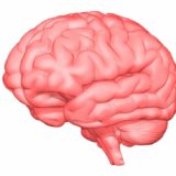 大脳皮質基底核変性症とは？原因や症状から介護のコツまで詳しく解説
